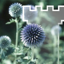 Efectos secundarios durante el periodo Covid en los testigos de Jehová