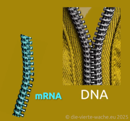 Die mRNA wird der DNA hinzugefügt