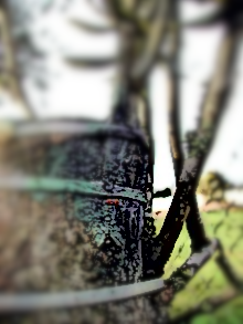 eingepfropfter Olivenbaum