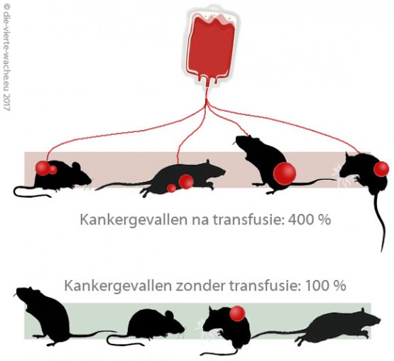 4 keer meer kankergevallen bij ratten na bloedtransfusie