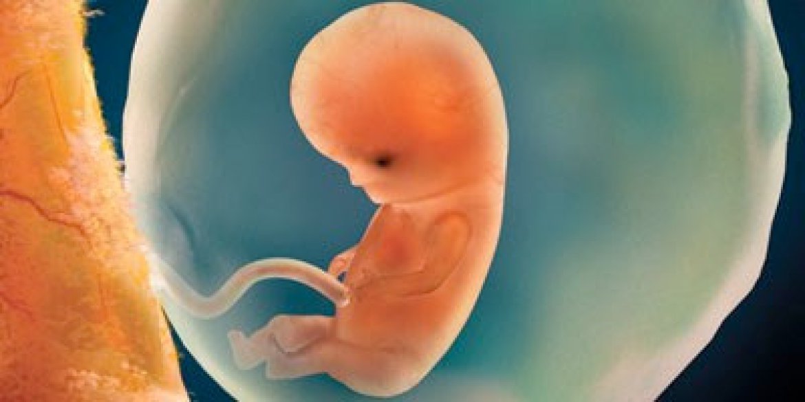 Embryo in the amniotic sac