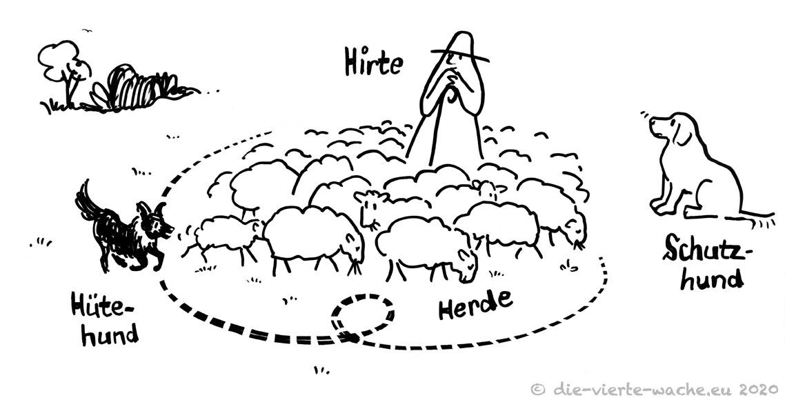 Shepherd, flock, herding dog and guard dog